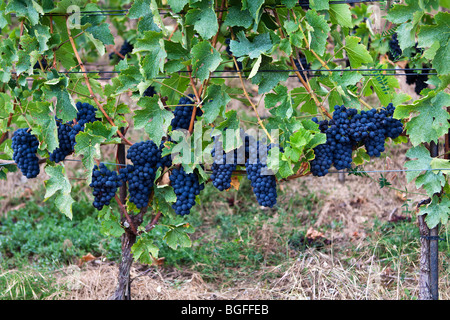 Pinot Noir Trauben wachsen in einem Schweizer Weinberg Stockfoto