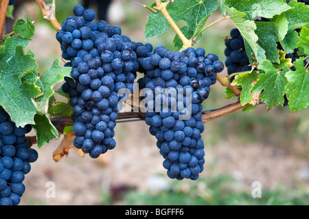 Pinot Noir Trauben wachsen in einem Schweizer Weinberg Stockfoto