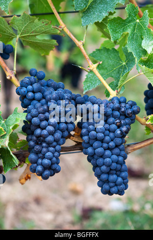 Pinot Noir Trauben wachsen in einem Schweizer Weinberg Stockfoto