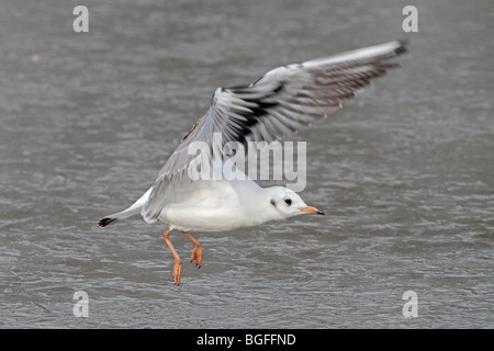 Juvenilen Lachmöwe im Flug Stockfoto