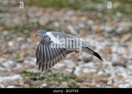 Gemeinsame Woodpigeon im Flug Stockfoto