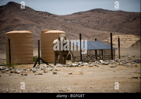 Wüste ' adapted'elephants, Namibia. Stockfoto