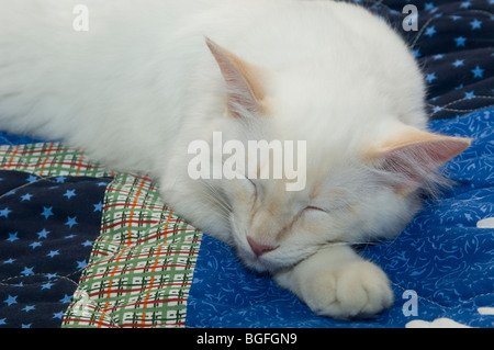 Weiße Katze schläft auf blauen quilt Stockfoto