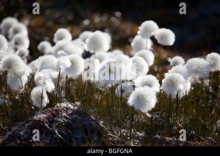 Wollgras Scheuchzeri, Arktis Wollgras, Blumen in der Nähe von Humboldt-Gletscher im Becken von Kane, Westgrönland Stockfoto
