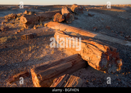 Ganze und gebrochene versteinerten Stämme im Petrified Forest National Park in Arizona, USA. Stockfoto