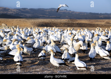 Australasian Gannet Kolonie bei Cape Entführer, Hawkes Bay, Neuseeland Stockfoto