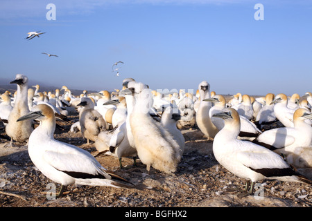 (Sula Bassanus) Tölpelkolonie am Cape Kidnappers Stockfoto