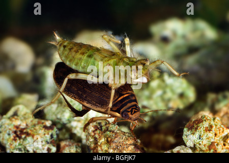 Schwarz-angebundene Abstreicheisen Libelle (Orthetrum Cancellatum) Larve / Nymphe am Anfang weniger Diving Beetle (Acilius Sulcatus) im Teich Stockfoto