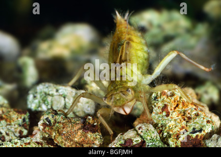 Schwarz-angebundene Abstreicheisen Libelle (Orthetrum Cancellatum) Larve / Nymphe, Belgien Stockfoto