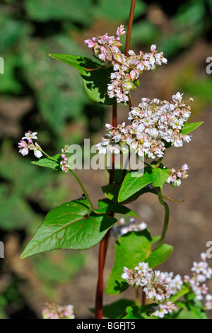 Buchweizen (Fagopyrum Esculentum) in Blüte, ursprünglich aus China Stockfoto