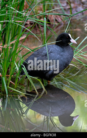 Reflexion im seichten Wasser des eurasischen Blässhuhn (Fulica Atra) Ufer des Teichs ruhen Stockfoto