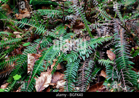 Hirsch-Farn / Hard Farn (Blechnum spicant) im Wald, Deutschland Stockfoto