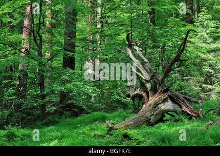 Umgestürzten Baum auszusetzen seine Wurzeln im Bayerischen Wald, Deutschland Stockfoto