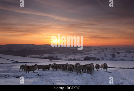 Landschaft-Szene wie Schafe in der Nähe von Litton Dorf im Peak District spät eines Abends während der schweren Schnee des Winters 2010. Stockfoto