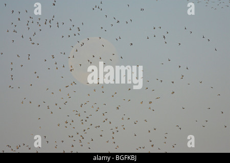 Alpenstrandläufer Calidris Alpina Herde am Steart, Somerset im Januar gegen Mond fliegen. Stockfoto