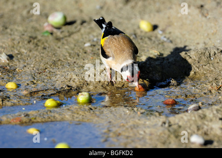 Europäische Stieglitz (Zuchtjahr Zuchtjahr) Trinkwasser aus der Pfütze Stockfoto