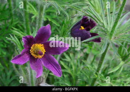 Kuhschelle / des Dänen Blut (Pulsatilla Vulgaris) blüht im Frühjahr Stockfoto