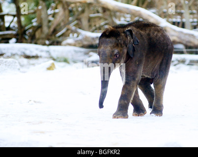 Ganesh Vijay asiatischen Elefanten im Schnee in Twycross Zoo Jan 2010 Stockfoto