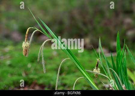 Hängende Segge / hängende Segge / hängende Segge / Weinen Segge (Carex Pendel), Deutschland Stockfoto