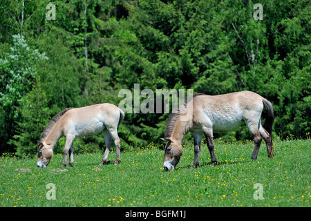 Przewalski Pferd (Equus Ferus Przewalskii) und Fohlen am Rande des Waldes, heimisch in Mongolei Stockfoto