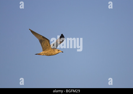 Silbermöwe Larus Argentatus juvenile im Flug bei Sonnenaufgang gegen blauen Himmel am Steart, Somerset, Großbritannien im Januar. Stockfoto