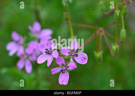 Redstem Filaree / Storksbill / gemeinsame Stork es-Rechnung (Erodium Cicutarium) close-up, Belgien Stockfoto