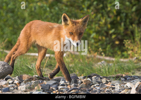 Red Fox Vupes Vulpes zu Fuß am Ufer der Schindel in Hallo Bay, Alaska im September. Stockfoto