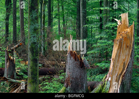 Gebrochene Baumstämme, Sturmschäden im Wald nach Hurrikan Passage, Bayerischer Wald, Deutschland Stockfoto