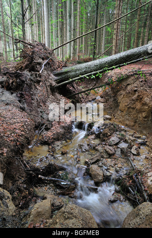 Sturmschäden im Wald zeigen umgestürzte Bäume durch Wassererosion Bach entlang nach Hurrikan, Bayerischer Wald, Deutschland, Mai 2009 Stockfoto