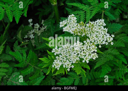 Sweet Cicely in Blüte (Myrrhis Odorata) Stockfoto