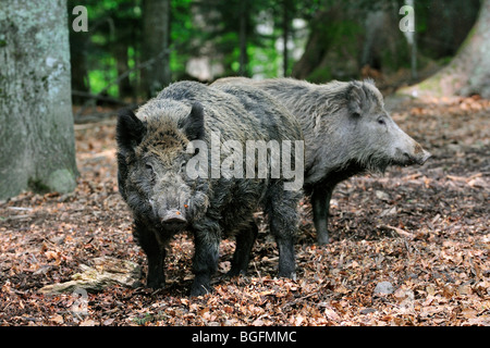 Porträt von zwei Wildschweine (Sus Scrofa) im Wald Stockfoto