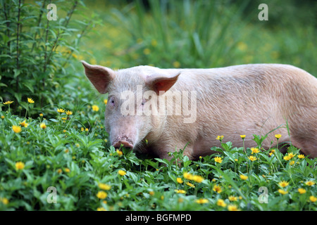 Ein Schwein weidet auf üppige Vegetation. Izabel, Livingston, Guatemala, Mittelamerika Stockfoto