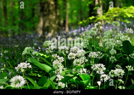 Bärlauch / Bärlauch (Allium Ursinum) und Glockenblumen (Scilla non-Scripta / Endymion Nonscriptus / Hyacinthoides non-Scripta) Stockfoto