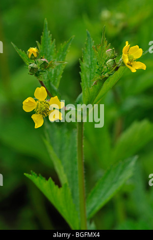 Holz-Avens / Herb Bennet / Colewort (Geum Urbanum) in Blüte Stockfoto