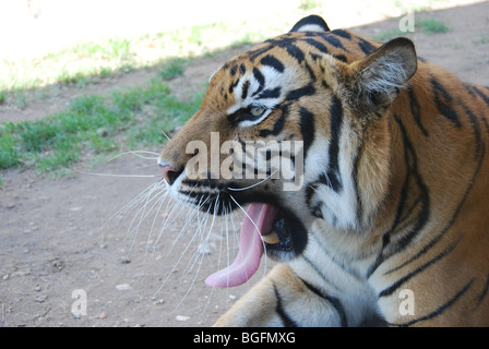 Eine Nahaufnahme eines Tigers Gähnen, Zähne und Zunge zeigen Stockfoto