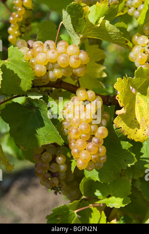 Trauben auf Reben am Weingut Weinberge Finger Lakes Region New York Stockfoto