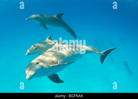 Drei große Tümmler (Tursiops Truncatus) Unterwasser auf den Bahamas mit einem anderen Pod im Hintergrund. Stockfoto