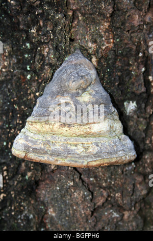 HUF oder Zunder Pilz Zündstoff Fomentarius genommen bei Kammern Bauernhof Holz, Lincolnshire, UK Stockfoto