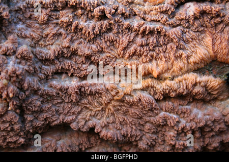 Faltige Kruste Pilze Phlebia Radiata genommen bei Kammern Bauernhof Holz, Lincolnshire, UK Stockfoto