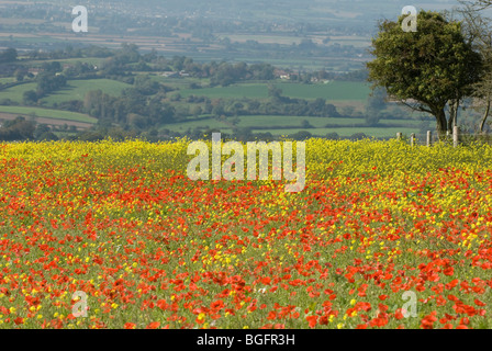 Rote Mohnblumen in ein Feld nr Compton Abbas Dorset Stockfoto