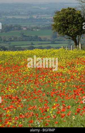 Rote Mohnblumen in einem Feld Compton Abbas Dorset Stockfoto