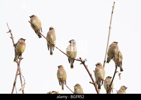 Gruppe von Cedar Seidenschwänze in einem Baum in Oregon Stockfoto