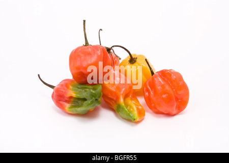 Gemischte Caribbean scotch Bonnet Chilis vor weißem Hintergrund Stockfoto