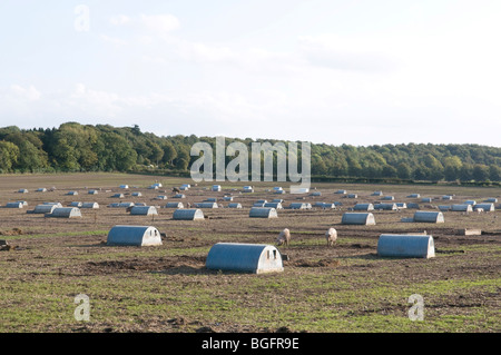 Freilandhaltung Schweinefarm Stockfoto