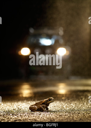 Cane Toad an regnerischen Nacht in Autoscheinwerfern gefangen Stockfoto