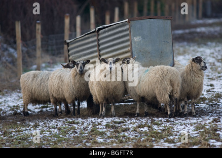 Schafe, versammelten sich um ein Futterhäuschen im Winter Wetter Stockfoto