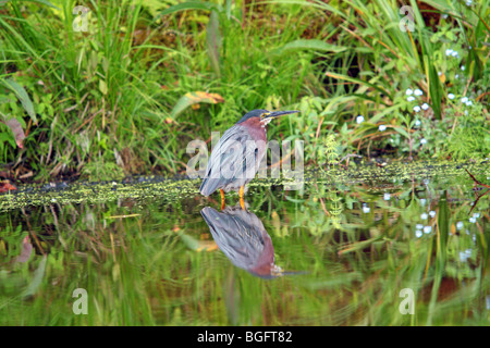 Eine Erwachsene grün Reiher steht still, reflektierenden Wasser als es für Lebensmittel entlang einer Küstenlinie von üppigen, grünen Sommer jagt Stockfoto