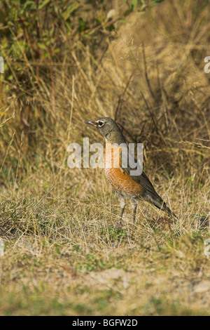 American Robin Turdus Migratorius weibliche thront auf trockenen Rasen am MacGregor Marsh, Vancouver Island im September. Stockfoto