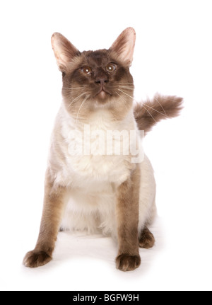 Balinese Katze einzigen erwachsenen männlichen Studio Stockfoto