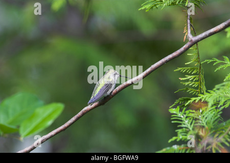 Annas Kolibris Calypte Anna weibliche thront auf dünnen Ast in Nanaimo, Vancouver Island im September. Stockfoto